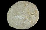 Cretaceous Fossil Fish Vertebrae In Rock - Morocco #111580-1